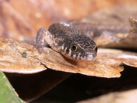 Image of <i>Leposoma rugiceps</i>