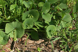 Image of Indian lettuce