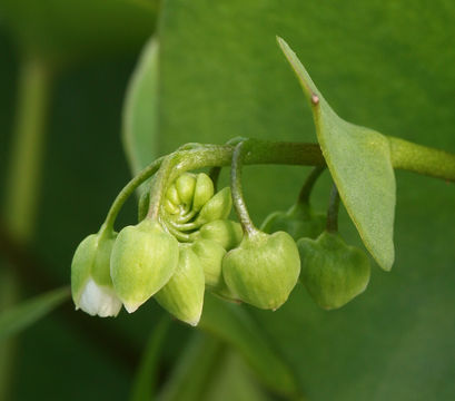 Image of Indian lettuce