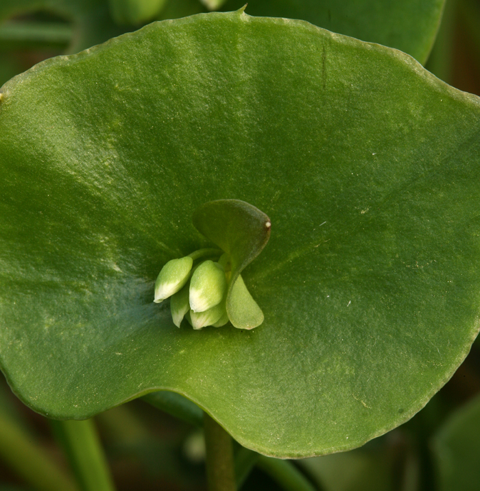 Image de claytonie perfoliée