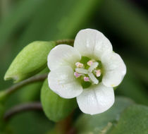 Image de claytonie perfoliée