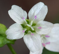 Image de claytonie perfoliée