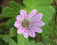 Image of dovefoot geranium