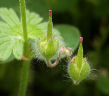 Image of dovefoot geranium