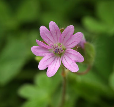 Image of dovefoot geranium