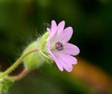 Image of dovefoot geranium