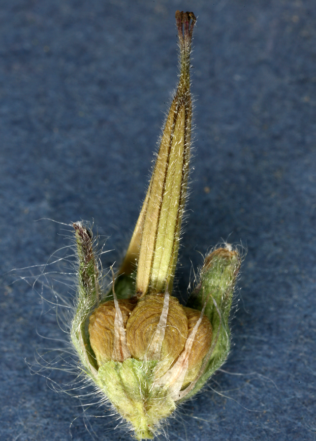 Image of dovefoot geranium