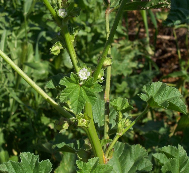 Image of Least Mallow