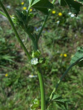 Image of Least Mallow