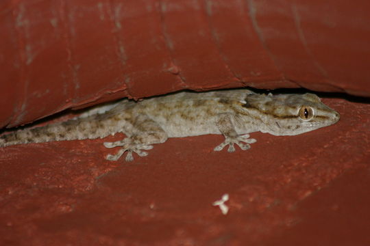 Image of Egyptian Gecko