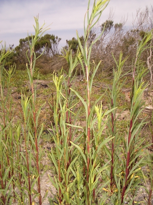 Plancia ëd Euthamia occidentalis Nutt.