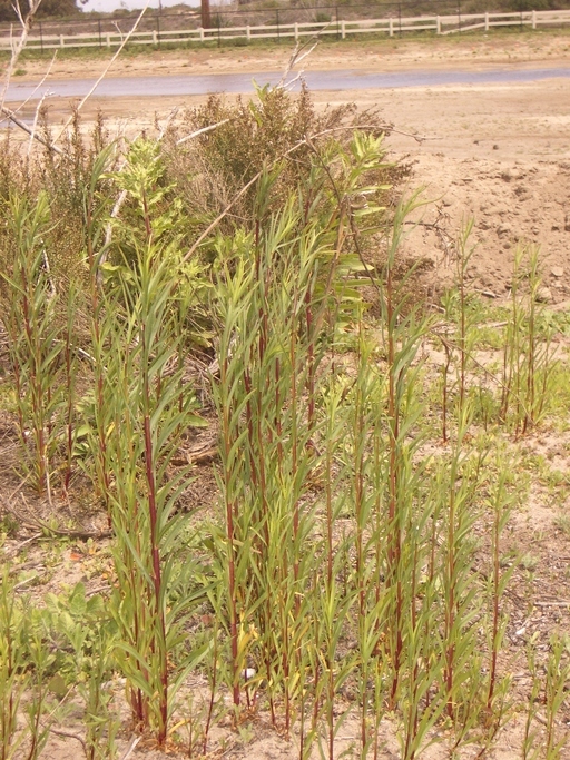 Plancia ëd Euthamia occidentalis Nutt.