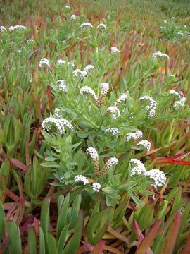 Image of salt heliotrope