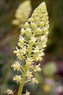 Слика од Reseda lutea L.