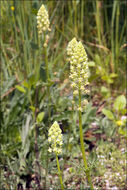 Слика од Reseda lutea L.