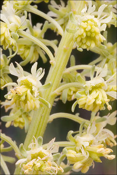 Слика од Reseda lutea L.