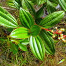 صورة Miconia ciliata (L. Rich.) DC.