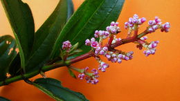 Image of Miconia ciliata (L. Rich.) DC.