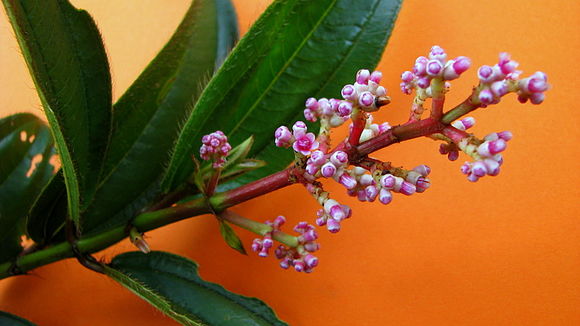 Image of Miconia ciliata (L. Rich.) DC.