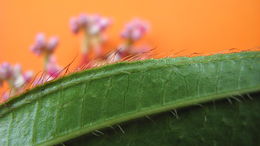 Image of Miconia ciliata (L. Rich.) DC.