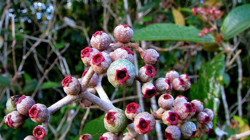 Image of Miconia ciliata (L. Rich.) DC.