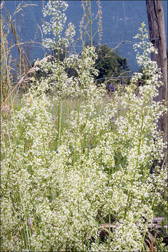 Plancia ëd Galium mollugo L.