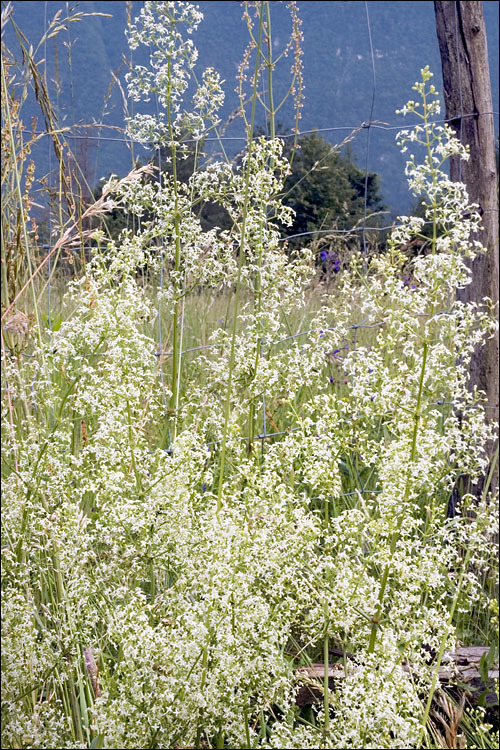 Image of White bedstraw