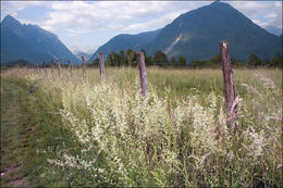 Image of White bedstraw