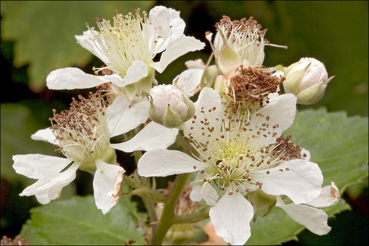 Image of <i>Rubus fruticosus-agg</i>