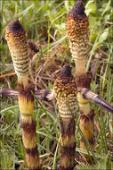 Image of Great Horsetail