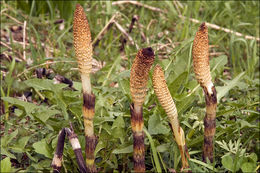 Image of Great Horsetail