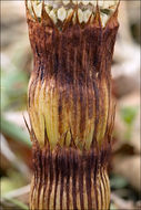 Image of Great Horsetail