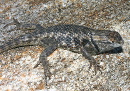 Image of Desert Spiny Lizard