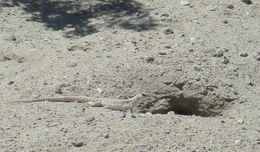 Image of Northern Desert Iguana