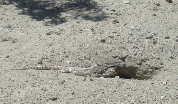 Plancia ëd Dipsosaurus dorsalis (Baird & Girard 1852)