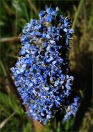 Image of <i>Ceanothus <i>thyrsiflorus</i></i> var. thyrsiflorus