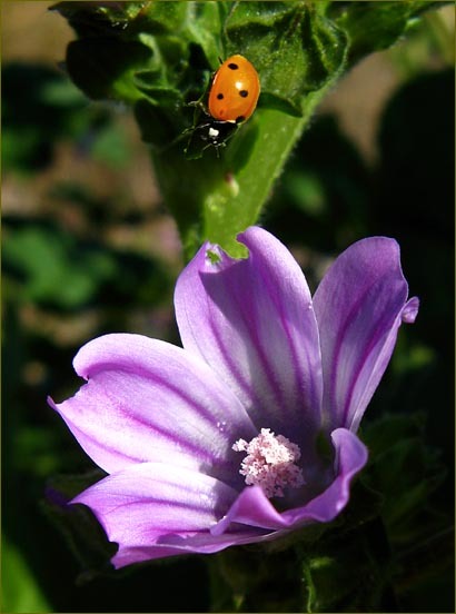 Image of <i>Malva pseudolavatera</i>