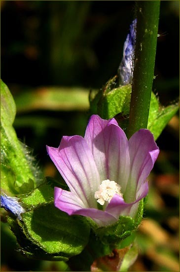 Image of bull mallow