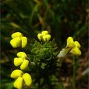 Castilleja rubicundula var. lithospermoides (Benth.) J. M. Egger resmi