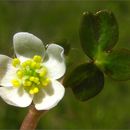 Ranunculus lobbii (Hiern) A. Gray的圖片