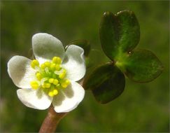 Image of Lobb's Water-Crowfoot