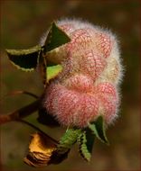 Image of woolly clover