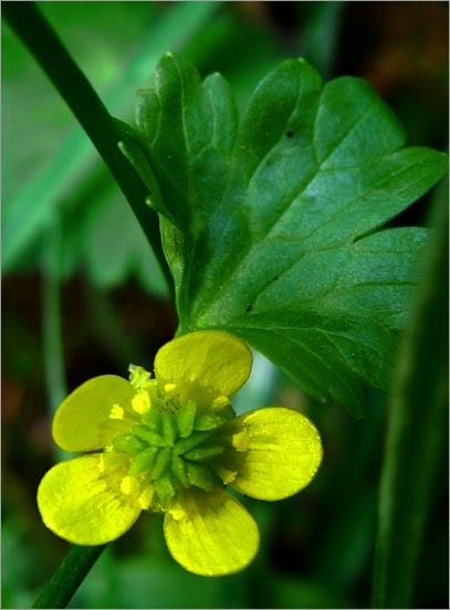 Image de Ranunculus muricatus L.