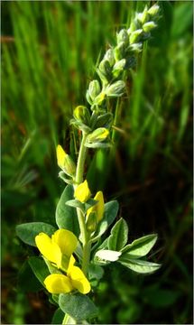 Image of California goldenbanner