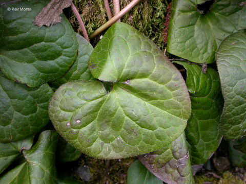 Image de Asarum caudatum Lindl.