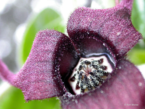 Image de Asarum caudatum Lindl.