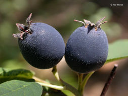 Image of Saskatoon serviceberry