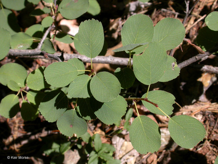 Image of Saskatoon serviceberry