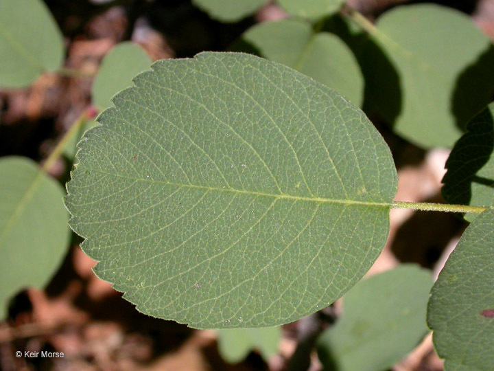 Image of Saskatoon serviceberry