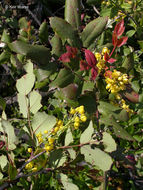 Image of <i>Berberis <i>aquifolium</i></i> var. aquifolium